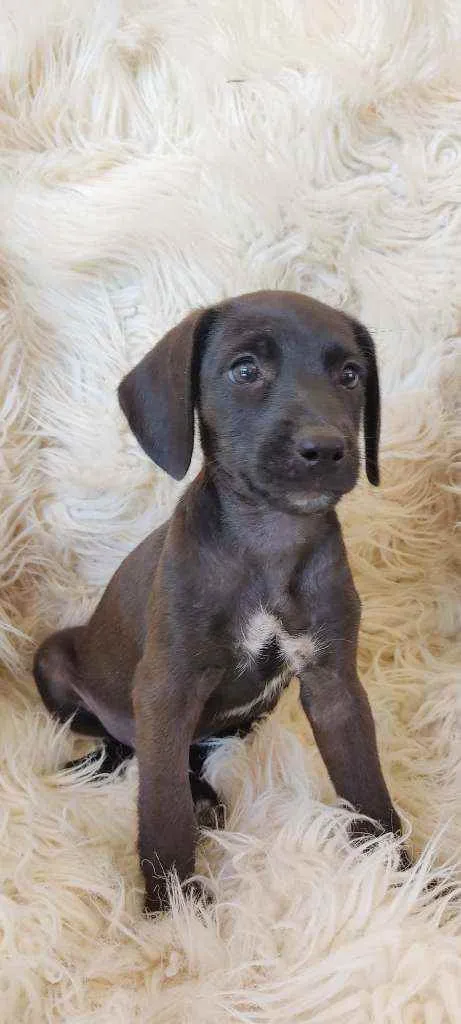 Cachorro ra a Srd idade Abaixo de 2 meses nome PÉ DE PANO
