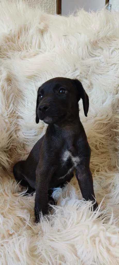 Cachorro ra a Srd idade Abaixo de 2 meses nome PÉ DE PANO