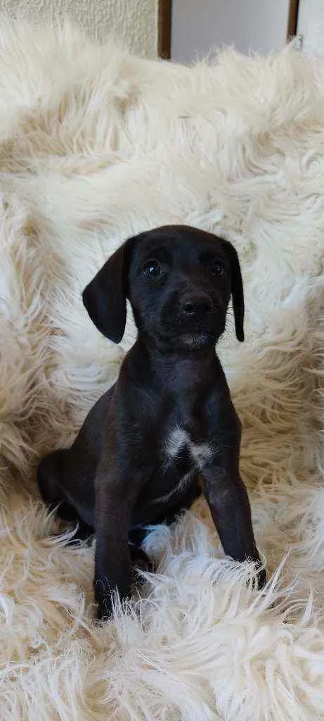 Cachorro ra a Srd idade Abaixo de 2 meses nome PÉ DE PANO