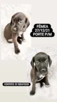 PÉ DE PANO