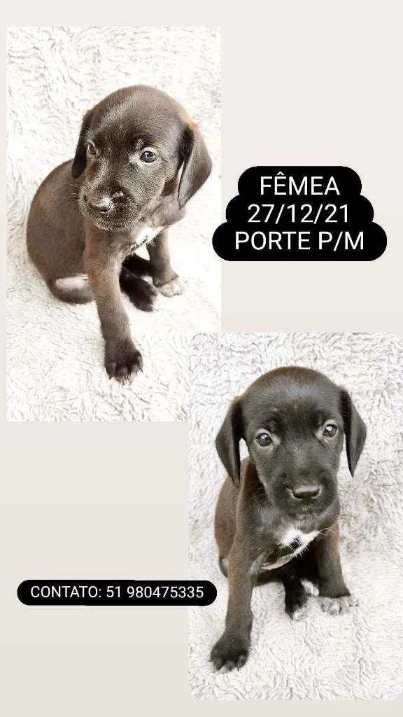 Cachorro ra a Srd idade Abaixo de 2 meses nome PÉ DE PANO