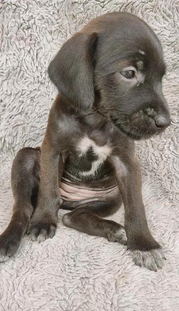 Cachorro ra a Srd idade Abaixo de 2 meses nome PÉ DE PANO
