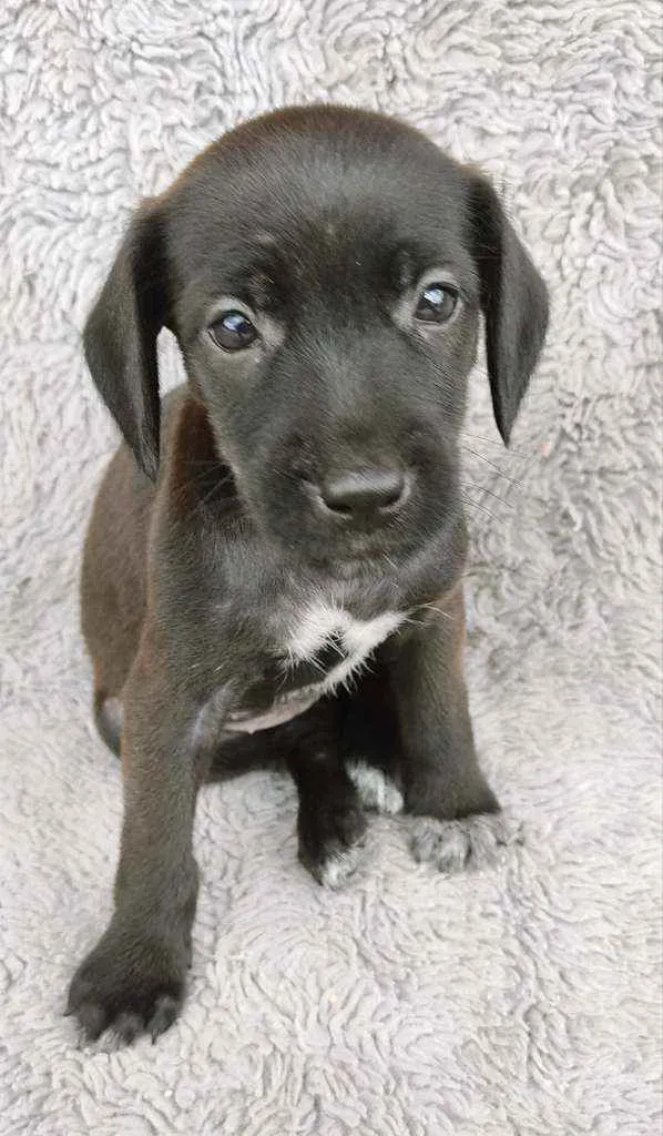 Cachorro ra a Srd idade Abaixo de 2 meses nome PÉ DE PANO
