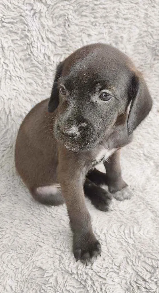 Cachorro ra a Srd idade Abaixo de 2 meses nome PÉ DE PANO