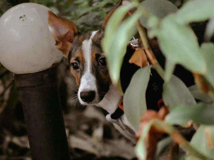 Cachorro raça SRD idade 1 ano nome Tut