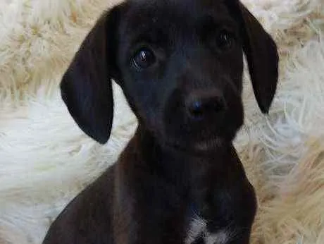 Cachorro ra a Srd idade Abaixo de 2 meses nome PÉ DE PANO