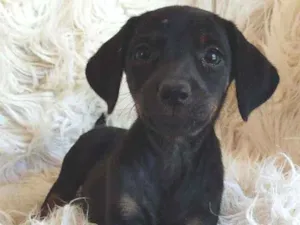 Cachorro raça Srd idade Abaixo de 2 meses nome Amora