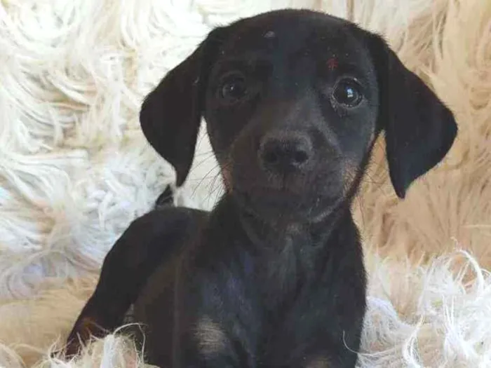 Cachorro ra a Srd idade Abaixo de 2 meses nome Amora