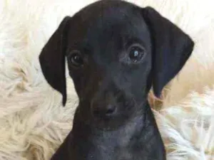 Cachorro raça SRD idade Abaixo de 2 meses nome Jullieta