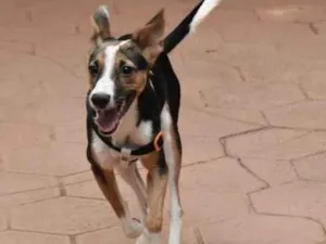 Cachorro raça SRD idade 1 ano nome Tut