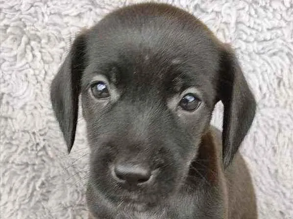 Cachorro ra a Srd idade Abaixo de 2 meses nome PÉ DE PANO