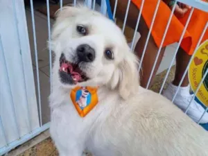 Cachorro raça Srd idade 6 ou mais anos nome Trimais