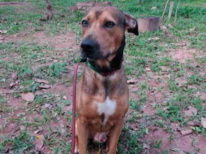 Cachorro raça Srd idade 3 anos nome Romeu