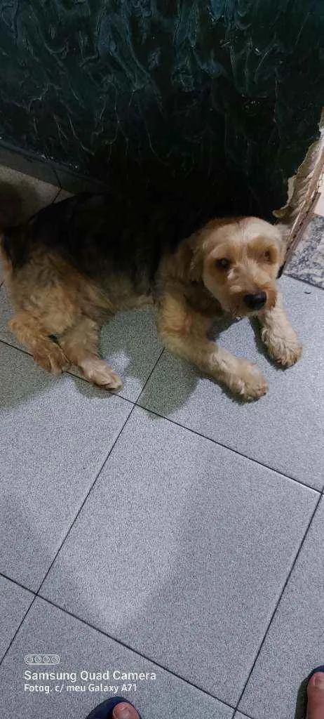 Cachorro ra a Pudle idade 3 anos nome Belinha