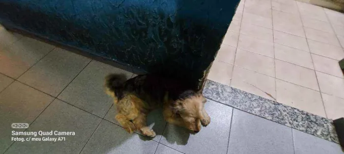 Cachorro ra a Pudle idade 3 anos nome Belinha