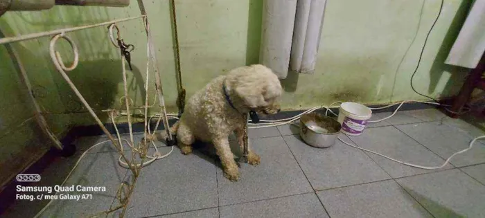 Cachorro ra a Pudle idade 3 anos nome Belinha