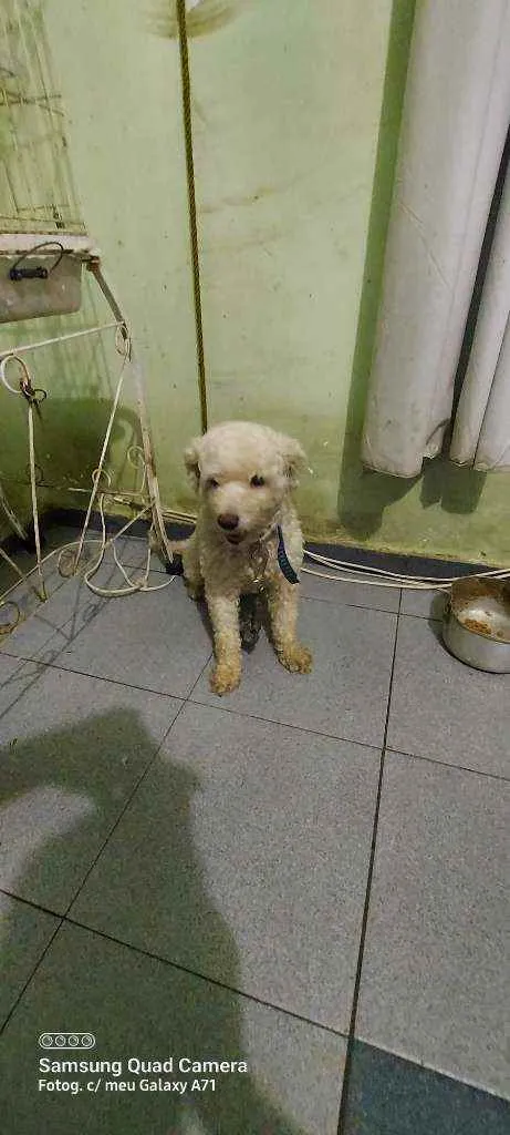 Cachorro ra a Pudle idade 3 anos nome Belinha