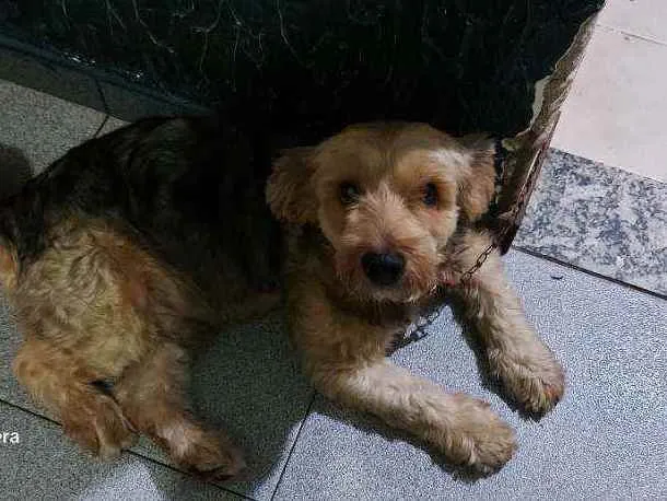 Cachorro ra a Pudle idade 3 anos nome Belinha