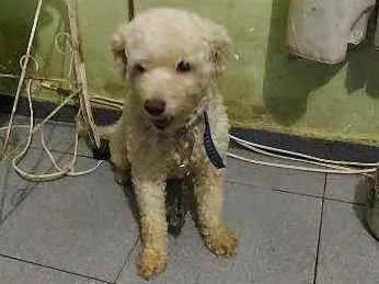 Cachorro ra a Pudle idade 3 anos nome Belinha