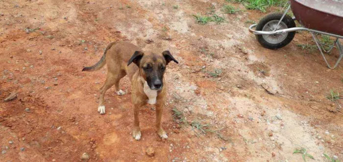 Cachorro ra a Vira-lata idade 2 anos nome Mike