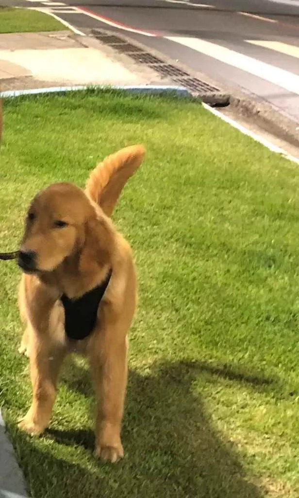 Cachorro ra a Golden retriver idade 7 a 11 meses nome Nino