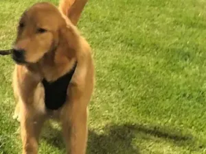 Cachorro raça Golden retriver idade 7 a 11 meses nome Nino