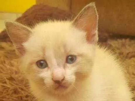 Gato raça mesclado branco e creme idade Abaixo de 2 meses nome *não tem