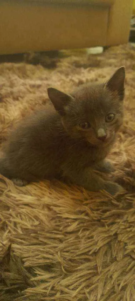 Gato raça cinza idade Abaixo de 2 meses nome não tem