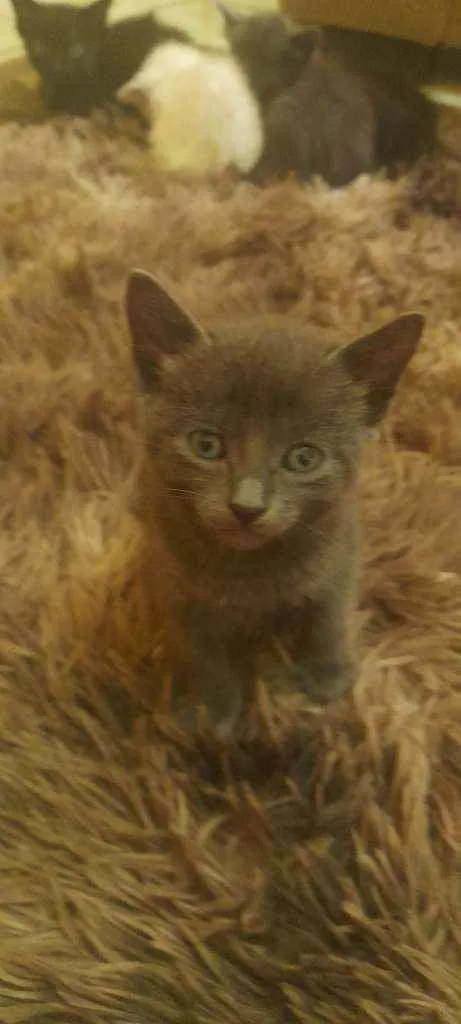 Gato raça cinza idade Abaixo de 2 meses nome não tem