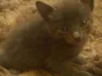 Gato raça cinza idade Abaixo de 2 meses nome não tem