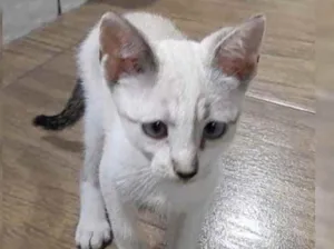 Gato raça Srd idade 2 a 6 meses nome Mingau