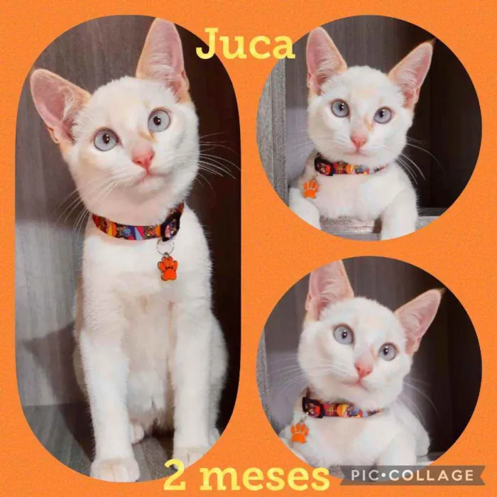 Gato raça SRD  idade 2 a 6 meses nome Juca 