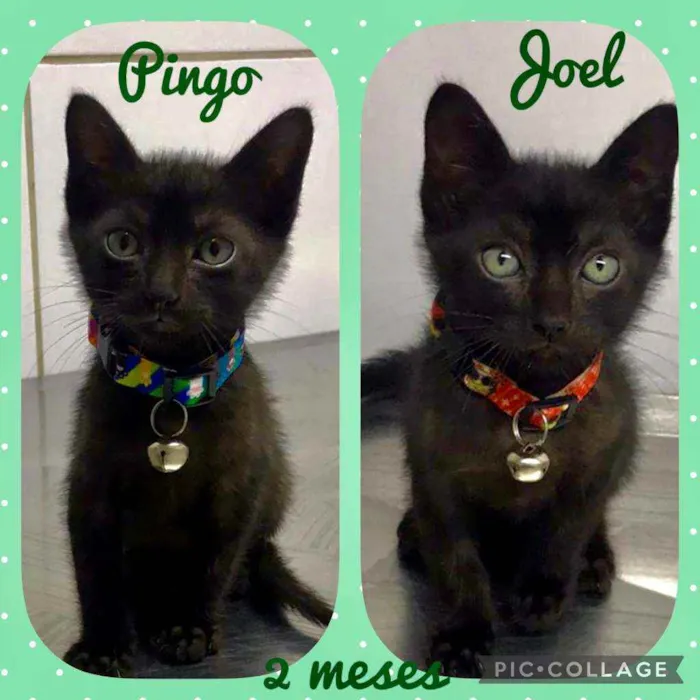 Gato raça SRD  idade Abaixo de 2 meses nome Pingo e Joel 