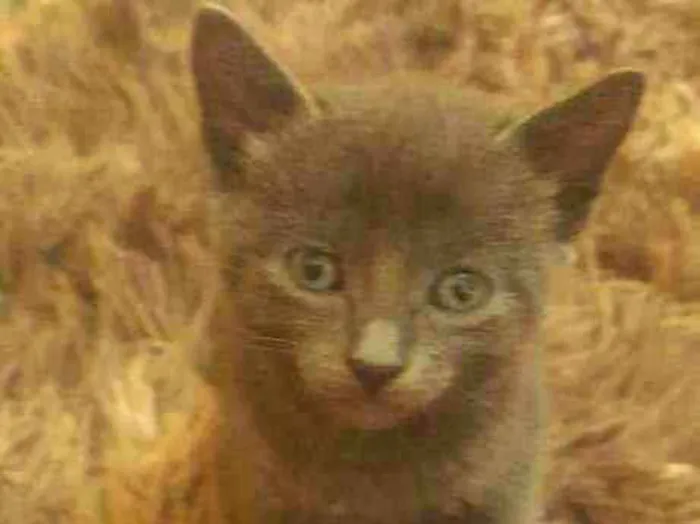 Gato raça cinza idade Abaixo de 2 meses nome não tem