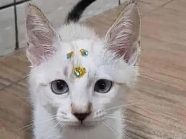 Gato raça Srd  idade 2 a 6 meses nome Nina