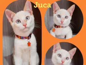 Gato raça SRD  idade 2 a 6 meses nome Juca 