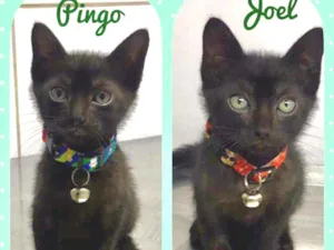 Gato raça SRD  idade Abaixo de 2 meses nome Pingo e Joel 