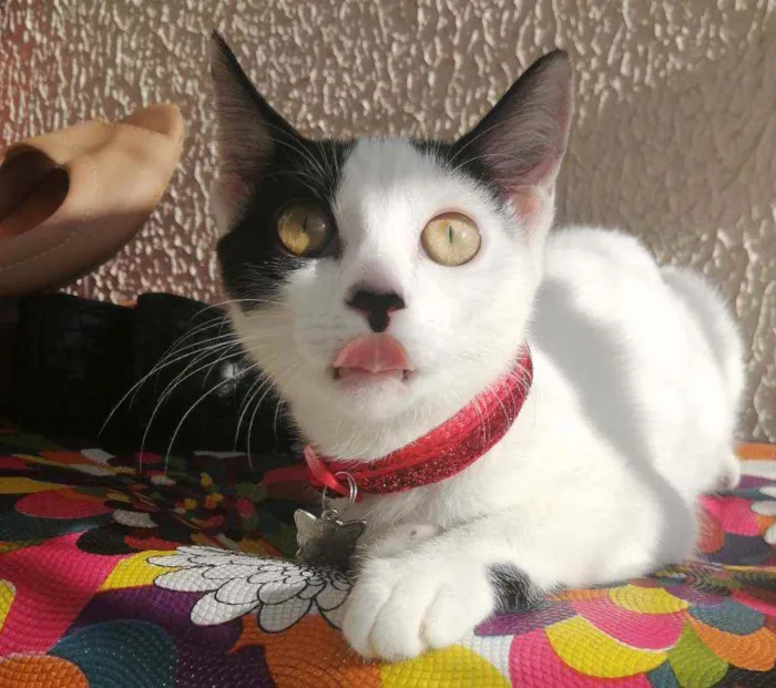 Gato ra a SRD idade 2 a 6 meses nome Love