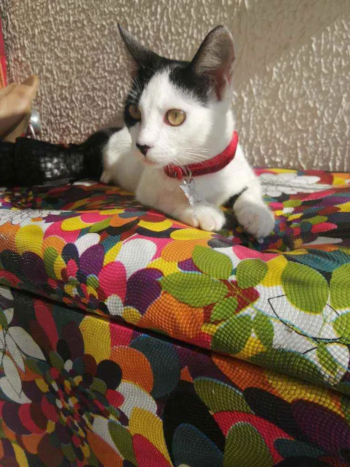 Gato ra a SRD idade 2 a 6 meses nome Love