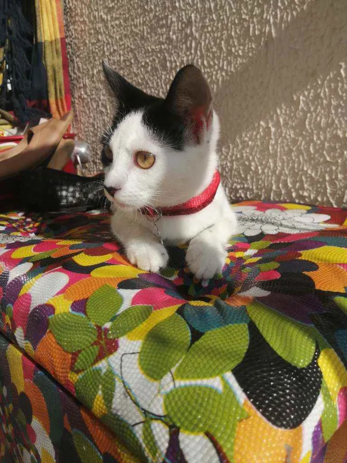Gato ra a SRD idade 2 a 6 meses nome Love