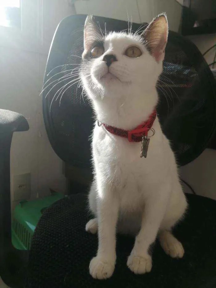 Gato ra a SRD idade 2 a 6 meses nome Love