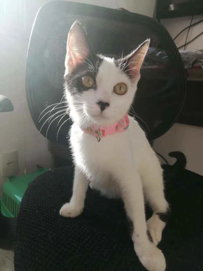 Gato ra a SRD idade 2 a 6 meses nome Love