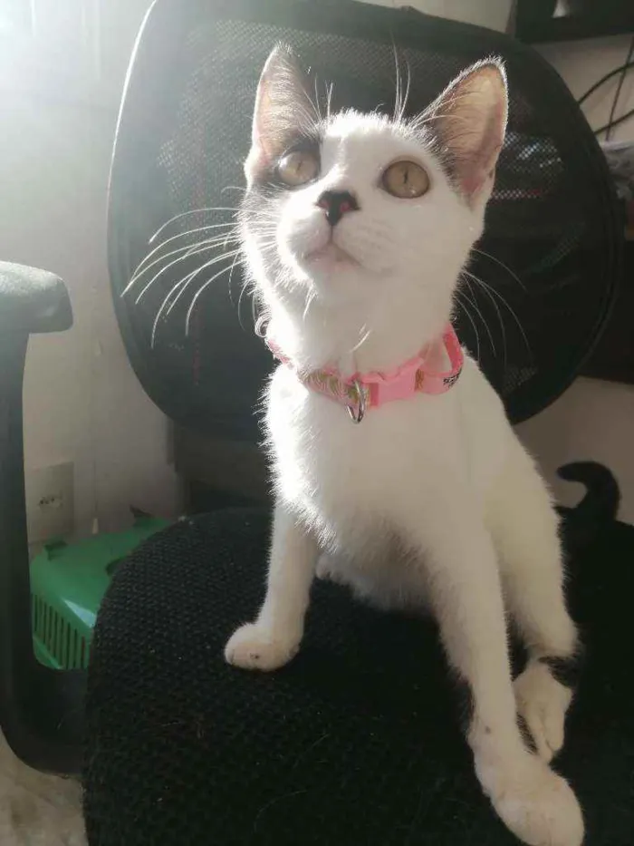 Gato ra a SRD idade 2 a 6 meses nome Love