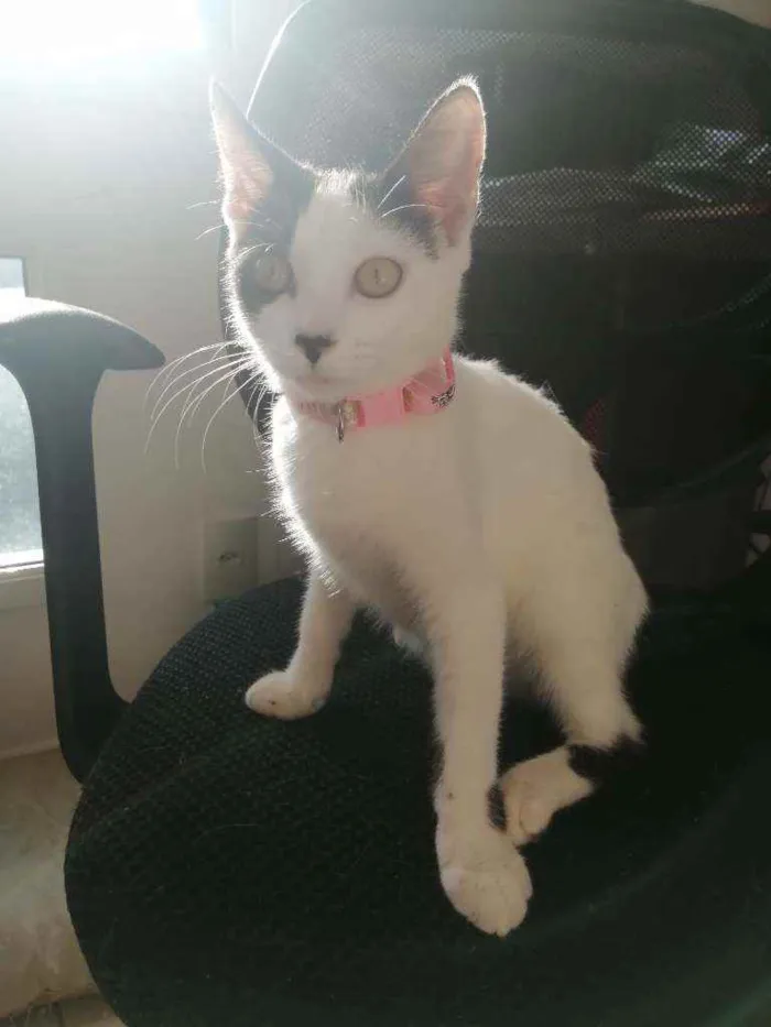 Gato ra a SRD idade 2 a 6 meses nome Love