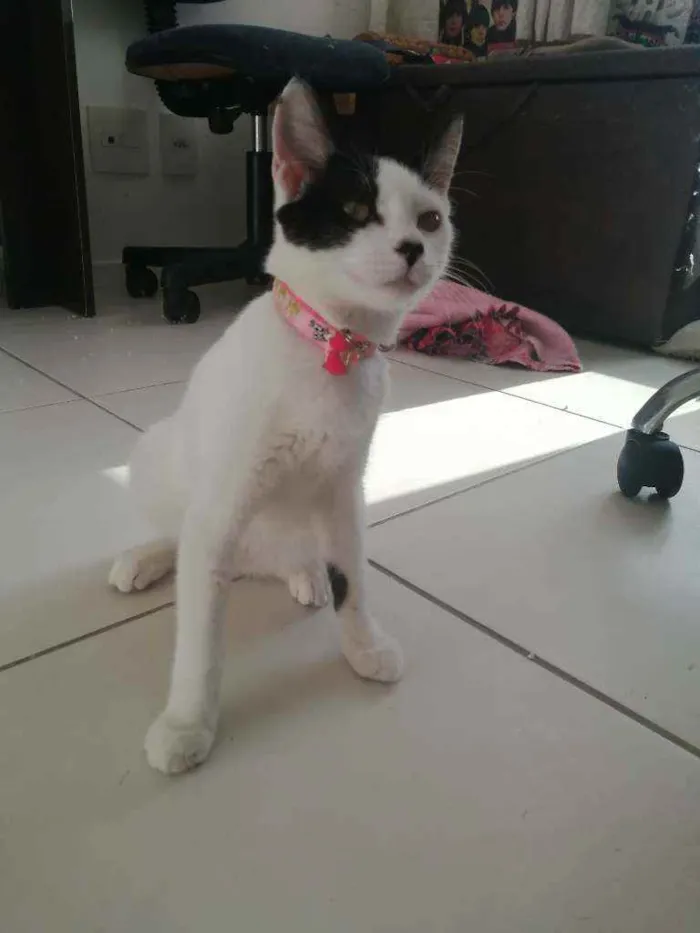 Gato ra a SRD idade 2 a 6 meses nome Love