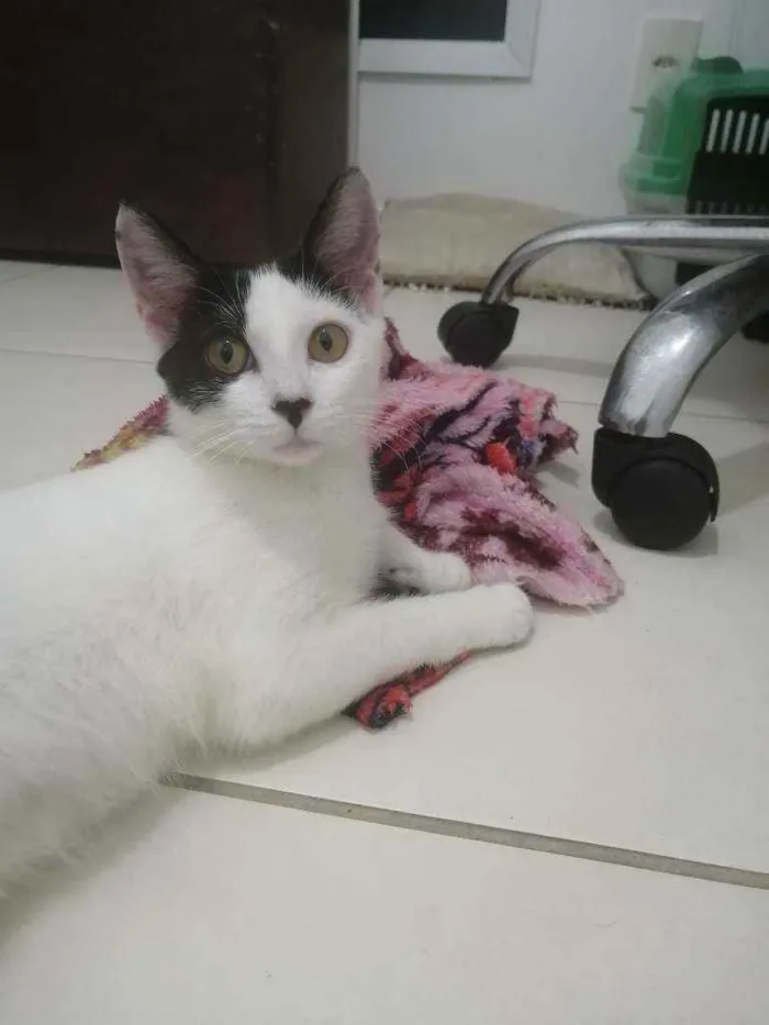Gato ra a SRD idade 2 a 6 meses nome Love
