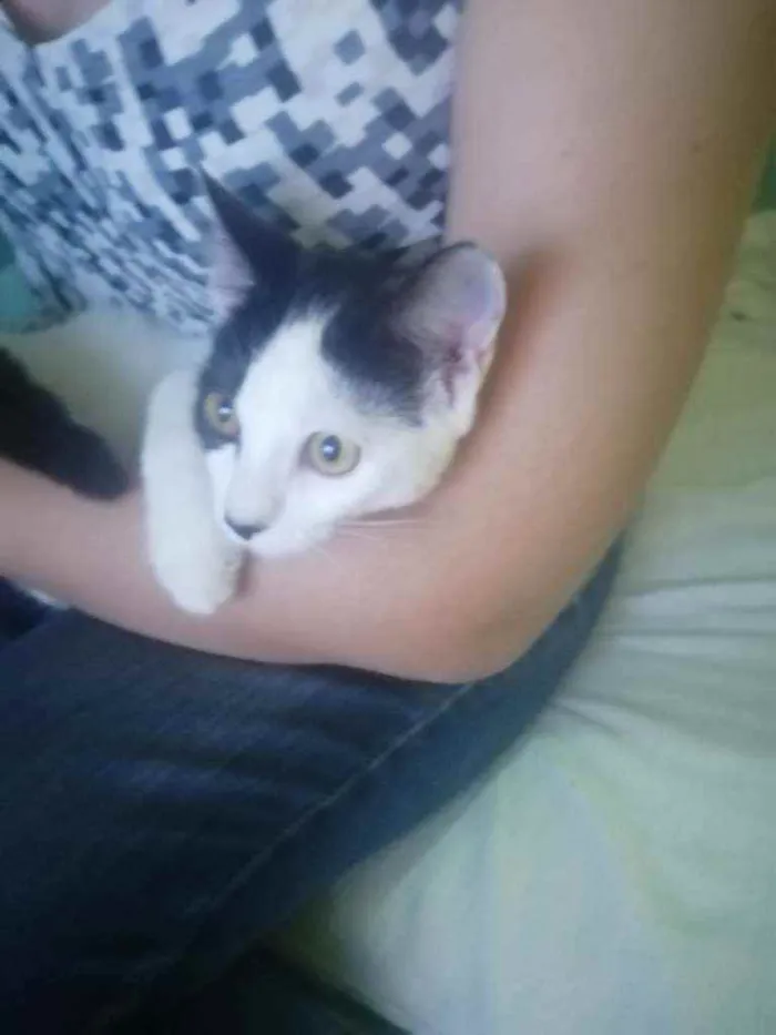 Gato ra a SRD idade 2 a 6 meses nome Love