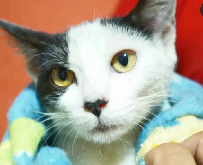 Gato ra a SRD idade 2 a 6 meses nome Love