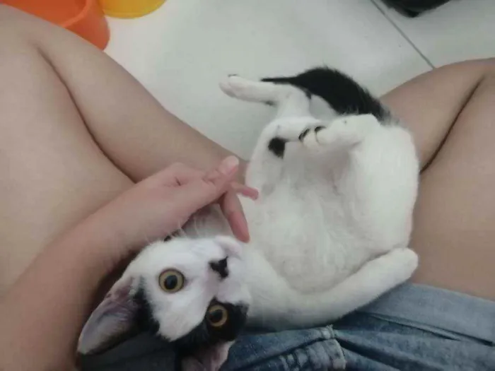 Gato ra a SRD idade 2 a 6 meses nome Love