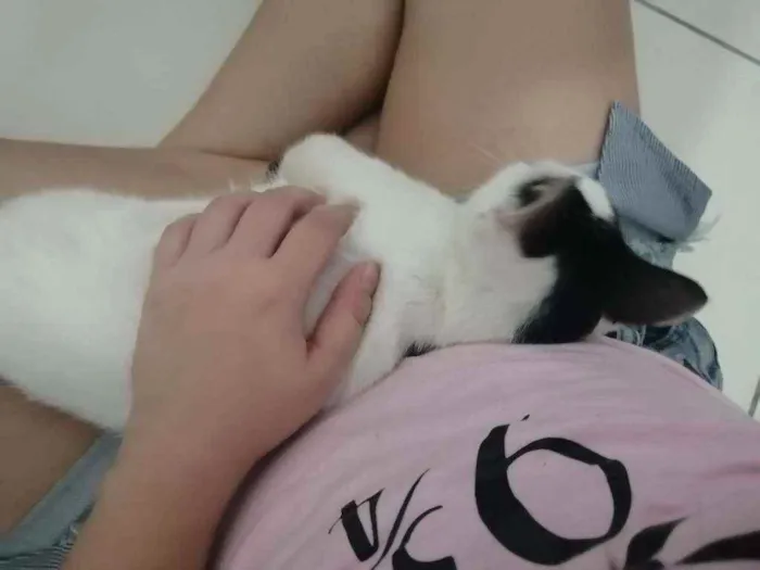 Gato ra a SRD idade 2 a 6 meses nome Love